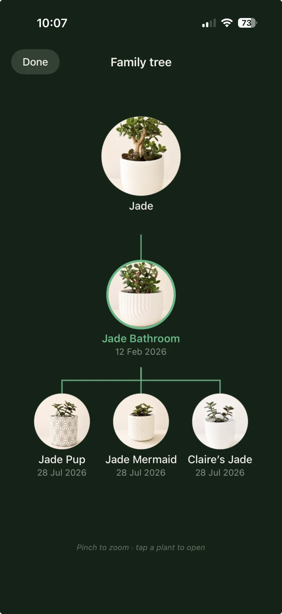 Liana's Family Tree showing a Jade plant, its propagated Jade Bathroom plant and three descendants