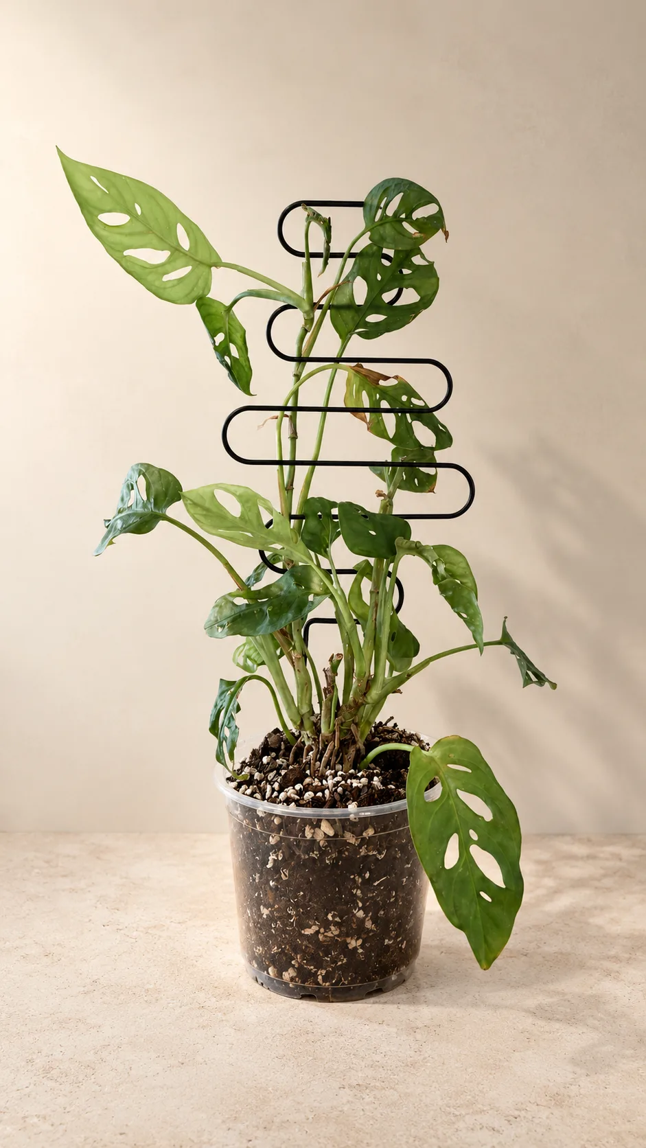 A Swiss Cheese plant supported on a black wire trellis in a clear nursery pot